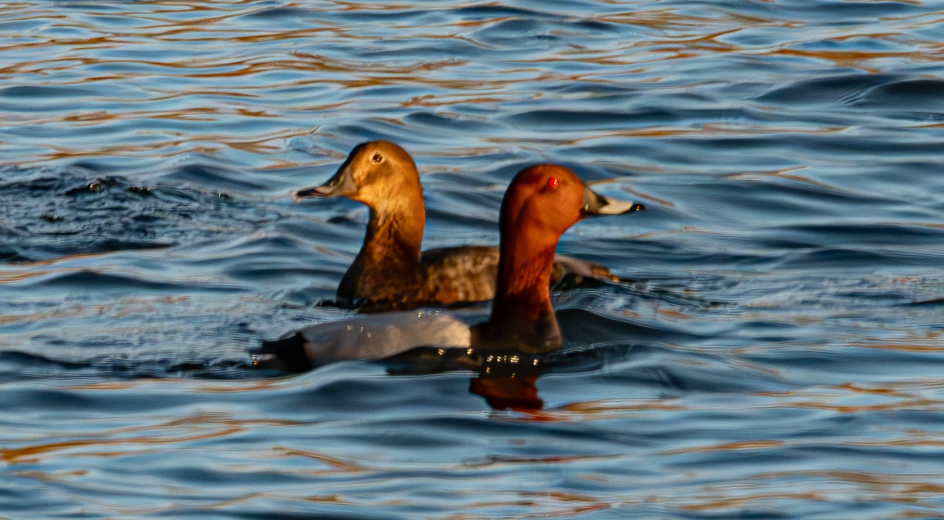 Fuligules milouin (Common pochards, Aytyia ferina), couple nuptial, Réserve naturelle de Mont-Bernanchon, Hauts de France.